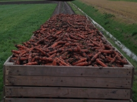 Harvesting carrots 3